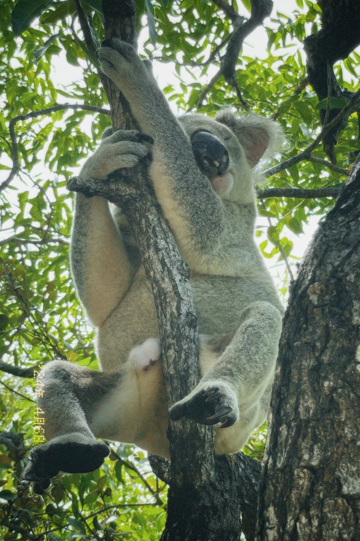 Koalas entdecken